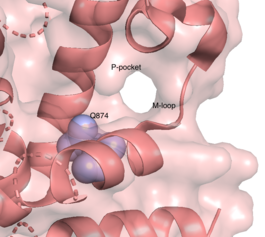 Pymol structure of TbPDE1 P-pocket