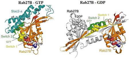 Figure 3: Structural comparaison of Rab27B in GTP and GDP form. 