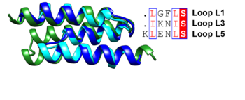 Superposition of the antiparallel three-helix-bundle-motif repeats MR1 (dark blue), MR2 (cyan) and MR3 (forest green). Similar residues such as Leu and Ile are boxed and shown in a red font and the conserved serine residue is highlighted in red.