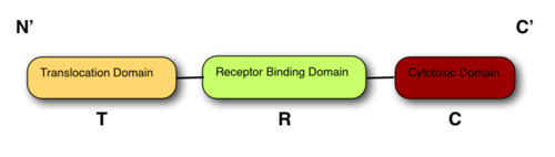The 3 domain structure of all colicins