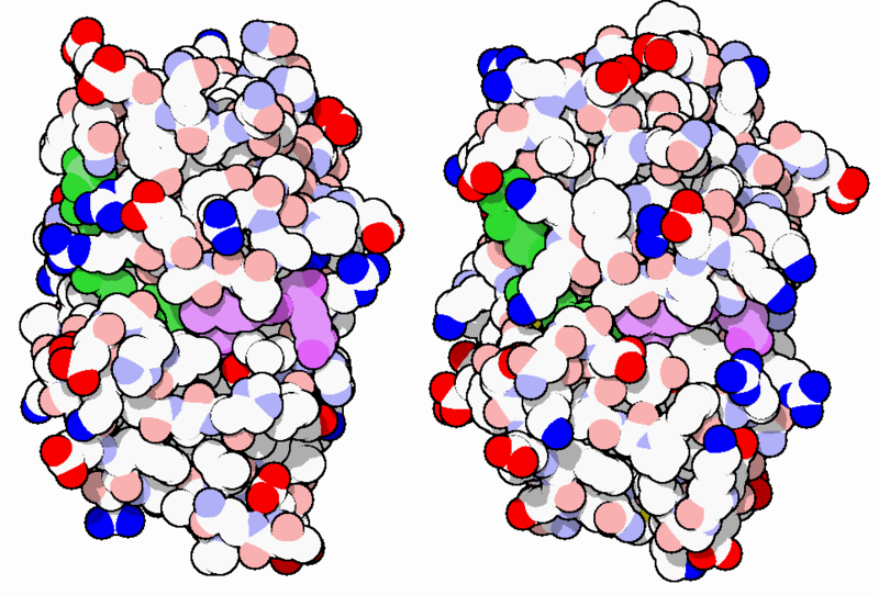 Image:34-DihydrofolateReductase-3dfr-1dls.PNG