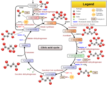 A Citric Acid Cycle Schematic
