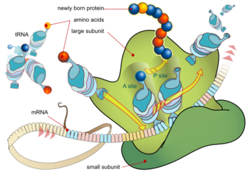 The Translation of mRNA and Subsequent Synthesis of Proteins in the Ribosome.