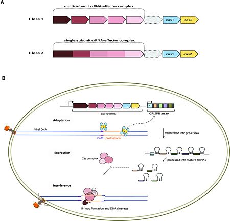 Fig. 1 Overview of the CRISPR-Cas systems. (A) Architecture of class 1 (multiprotein effector complexes) and class 2 (single-protein effector complexes) CRISPR-Cas systems. (B) CRISPR-Cas adaptive immunity is mediated by CRISPR RNAs (crRNAs) and Cas proteins, which form multicomponent CRISPR ribonucleoprotein (crRNP) complexes. The first stage is adaptation, which occurs upon entry of an invading mobile genetic element (in this case, a viral genome). Cas1 (blue) and Cas2 (yellow) proteins select and process the invading DNA, and thereafter, a protospacer (orange) is integrated as a new spacer at the leader end of the CRISPR array [repeat sequences (gray) that separate similar-sized, invader-derived spacers (multiple colors)]. During the second stage, expression, the CRISPR locus is transcribed and the pre-crRNA is processed into mature crRNA guides by Cas (e.g., Cas6) or non-Cas proteins (e.g., RNase III). During the final interference stage, the Cas-crRNA complex scans invading DNA for a complementary nucleic acid target, after which the target is degraded by a Cas nuclease. From 