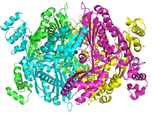 Human HMG-CoA Reductase Catalytic Domain, 1dqa