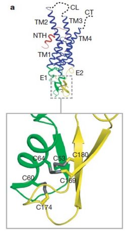 Disulfide bonds between two extracellular loops in the Cx26 promoter