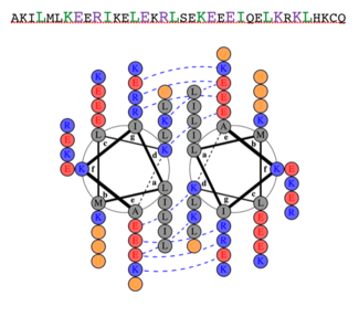 Helical wheel diagram of PKG-Ia Leucine Zipper, residues 1-58, PDB 1ZXA, made using DrawCoil1.0