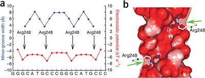 Figure 6: DNA shape readout of narrow minor groove regions with enhanced electrostatic potential by Arg248. Nature Publishing Group has provided permission for usage of this figure.